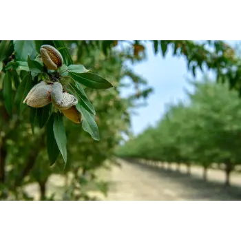 Organic California Almond